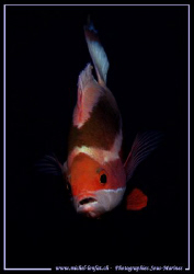 Face to Face... Que du Bonheur... :O)... by Michel Lonfat 